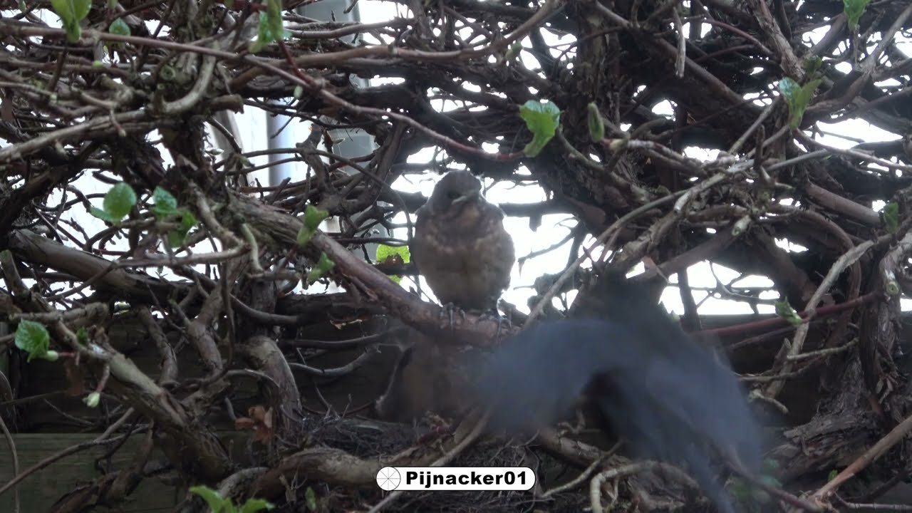 Blackbird fledglings leaving the nest!