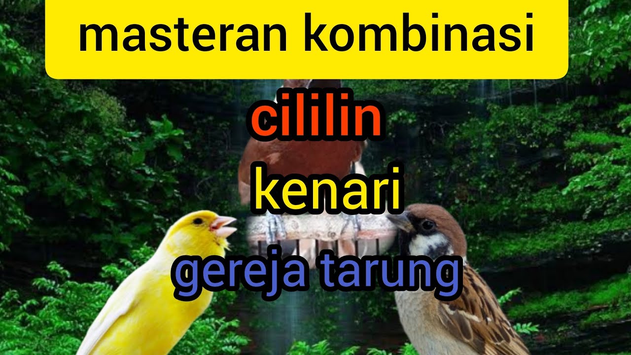 masteran (cililin, kenari, gereja tarung)