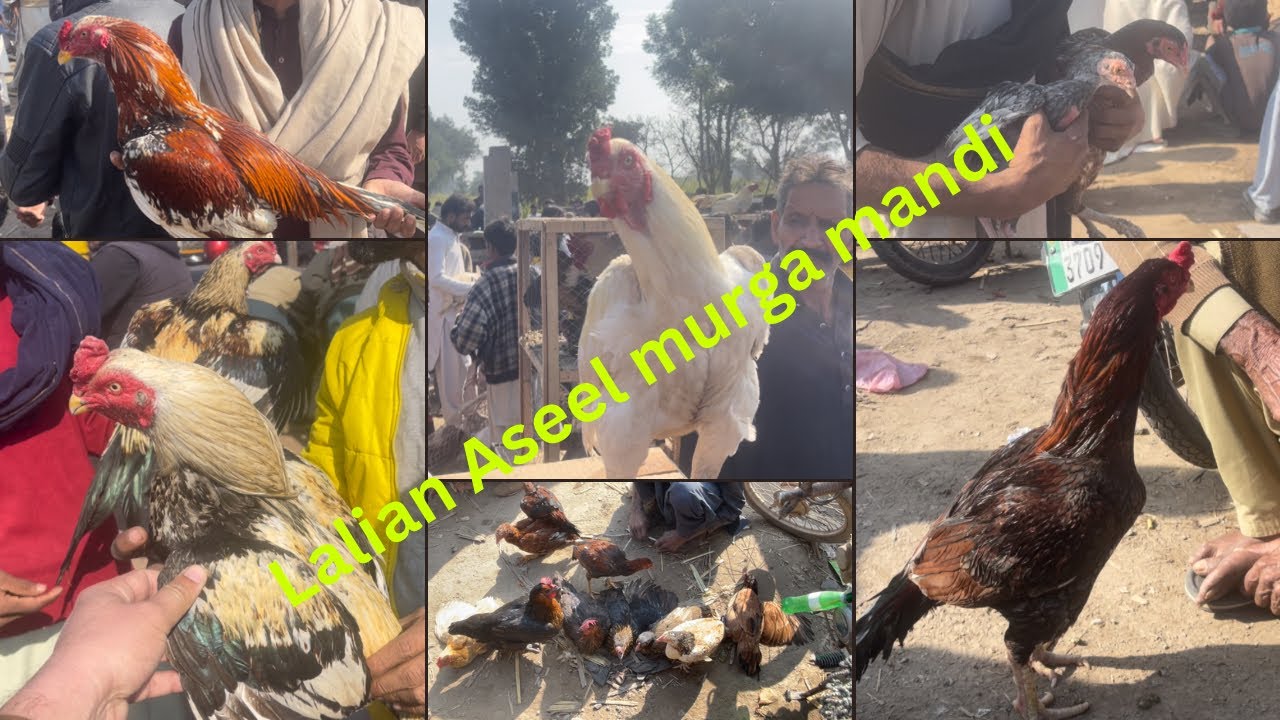 Fighters and beautifull quality aseel murge, roosters available in tuesday mandi lalian.