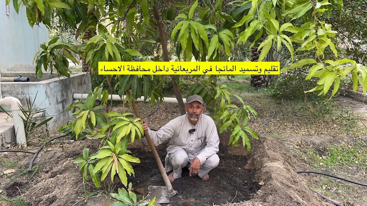 تقليم وتسميد المانجا في المربعانية بيد الزعيم ابوسلمان داخل محافظة الاحساء