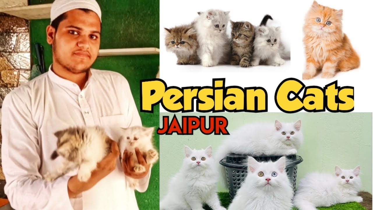 Persian Cats 🐱🐈🐈‍⬛ || Jaipur || Pet's Earth