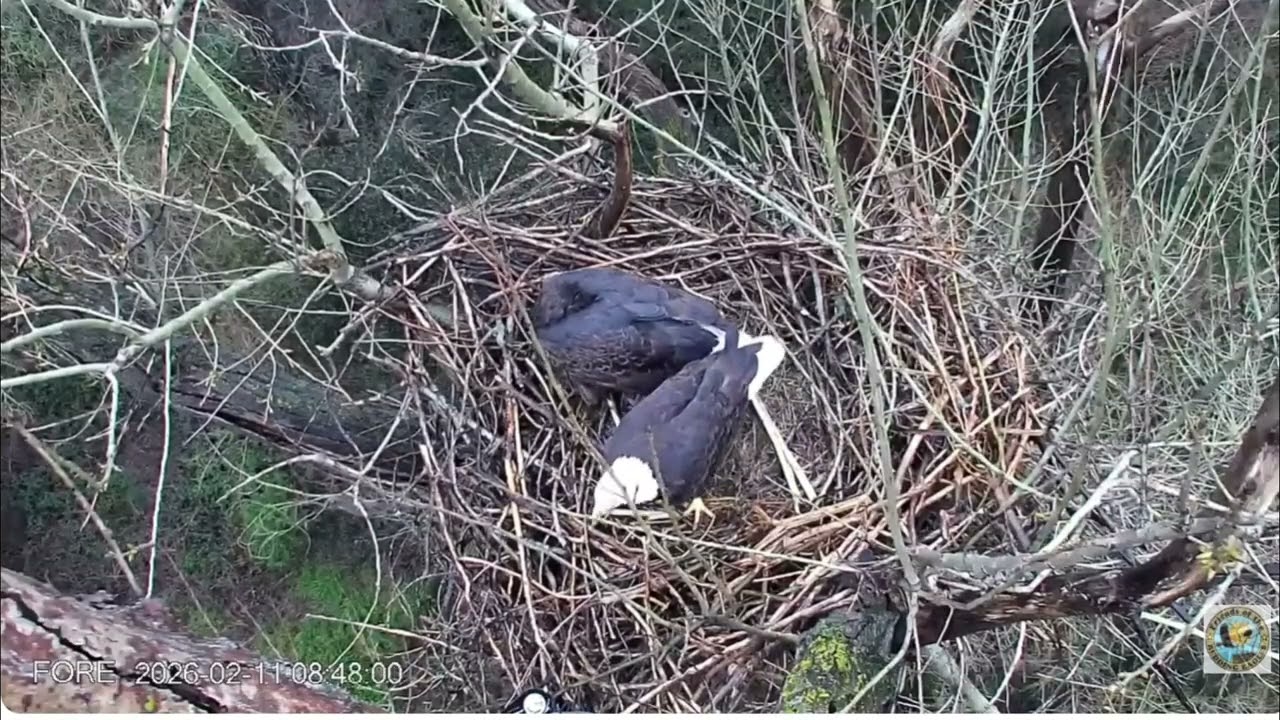 Breakfast Time! Guardian brings Liberty a nice coot to the nest this morning @ TS 0847 2 11 26 ❤️❤️