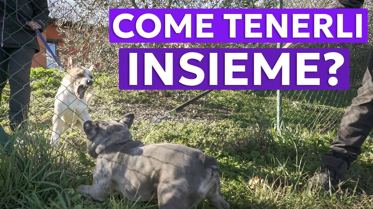 TECNICA EFFICACE E NUOVA PER AVVICINARE DUE CANI AGGRESSIVI TRA LORO