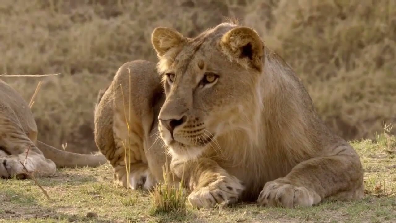 Leopard Documentary  Full HD,2023