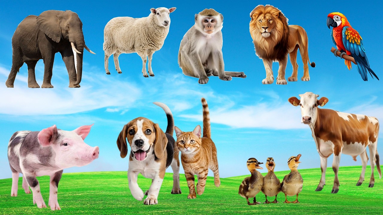 🌿🎶 Show Diễn Muôn Loài Trên Đồng Quê- Khi Gà 🐔, Bò 🐄, Mèo 🐱 & Cún 🐶 Cùng Hòa Ca