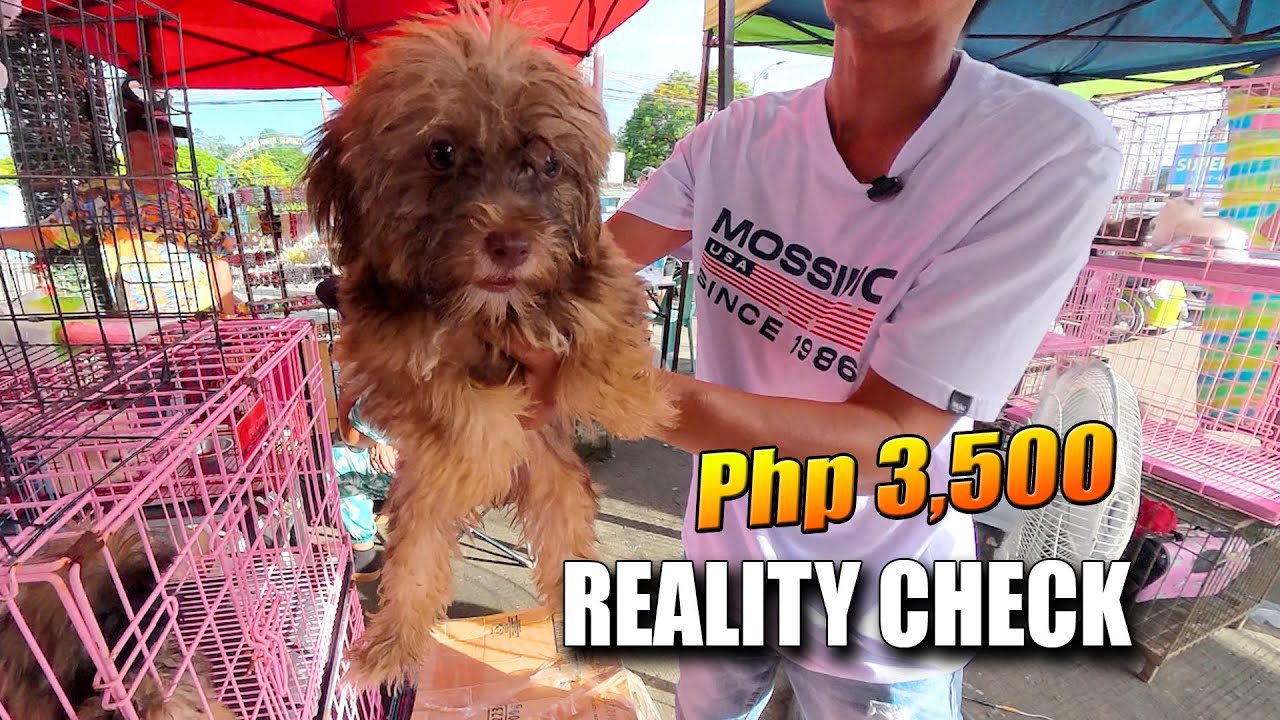 Bagsak Presyo ng mga PET sa Grotto?