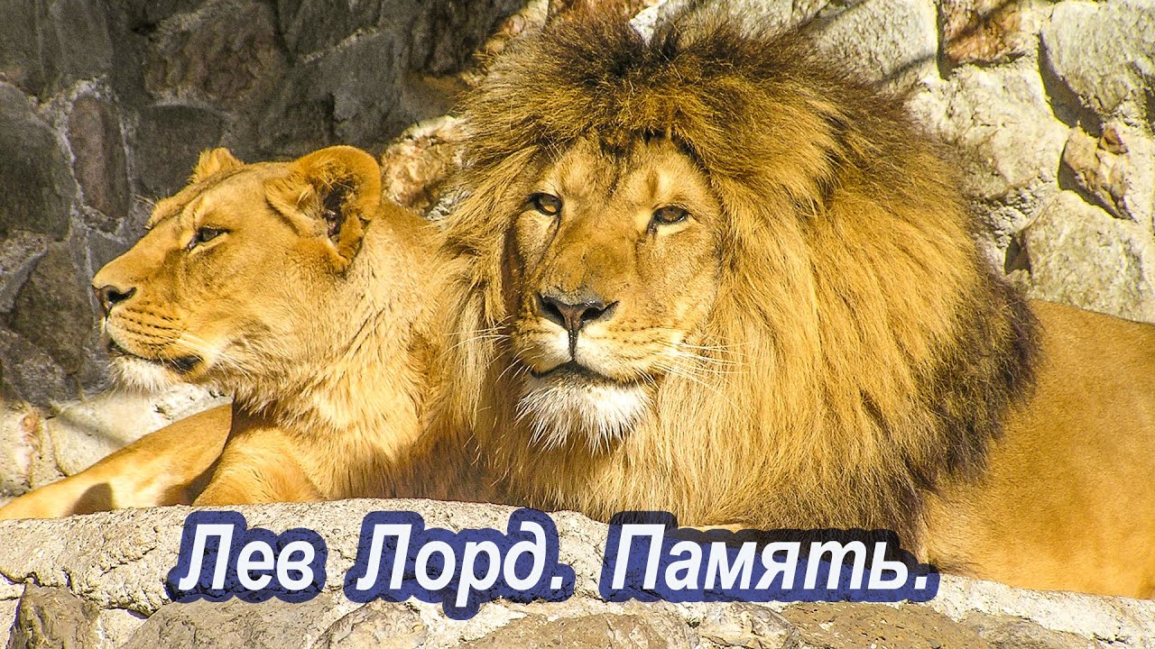 Легенды Тайгана. Лев Лорд.