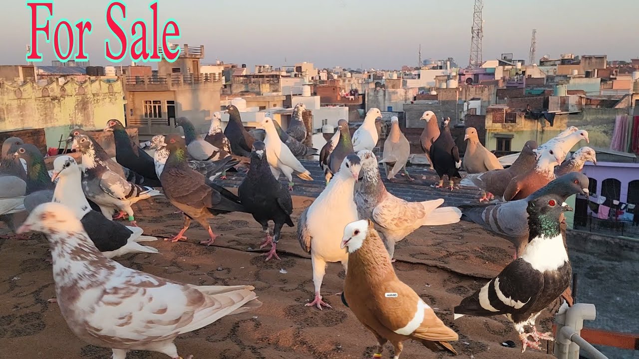 गर्दान लड़ते दौड़ते हुए 43 कबूतर।Gardaan kabootar for sale Amroha. Aadil bhai  9720181167