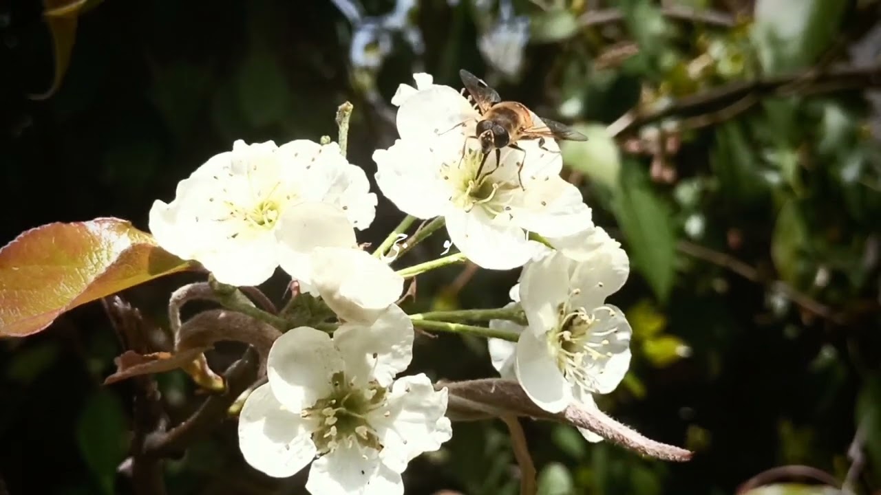 #hometown #Azadkashmir #beautyofkashmir #natureoskashmir #kashmir #hawalikahutta #spring
