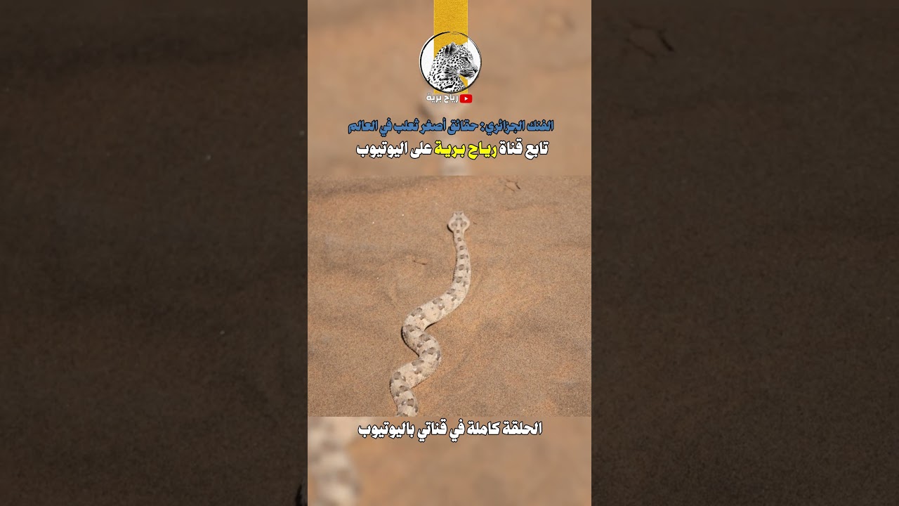 الفنك الجزائري: حقائق أصغر ثعلب في العالم وأسرار صحراء الجزائر المذهلة