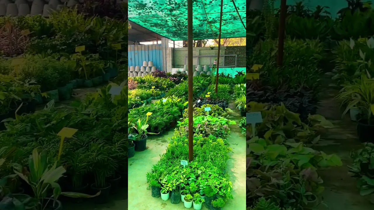Nursery view 🌳, Most satisfying Video🌳,#tree #shorts #nursery #plants