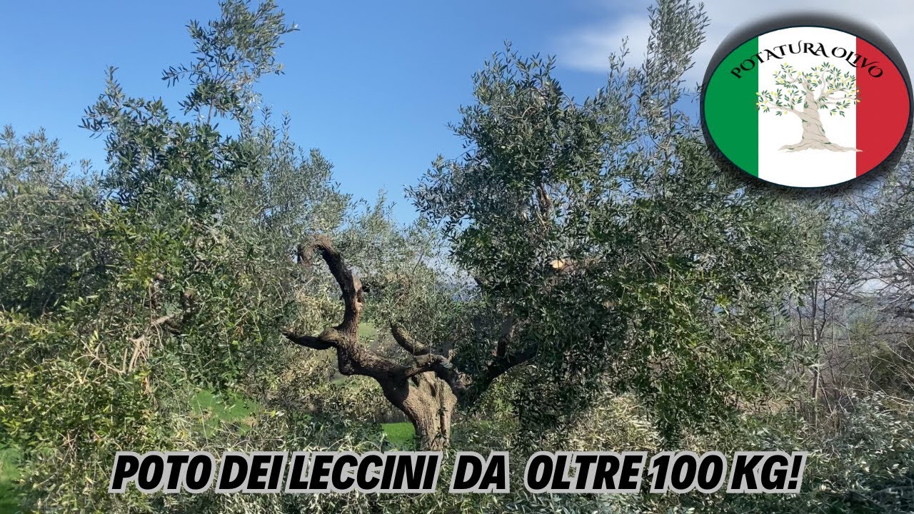 Come potare un olivo da 100kg senza perdere produzione