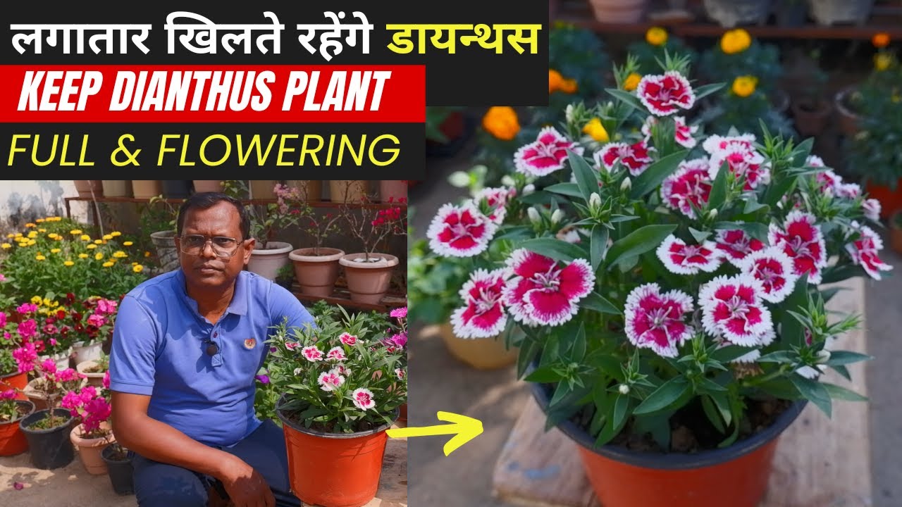 How to Get More Flowers in Dianthus | Dianthus Plant Care for Maximum Bloom | डायन्थस लगातार खिलेगा