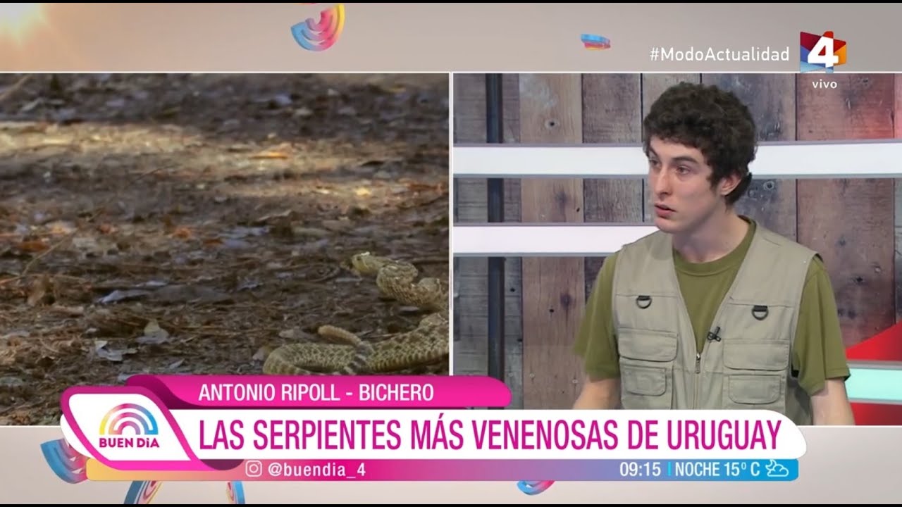 Buen Día - Las serpientes más venenosas de Uruguay