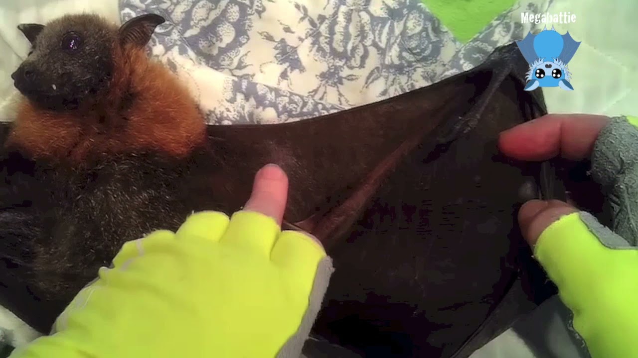 Juvenile flying-fox in care:  this is Timo