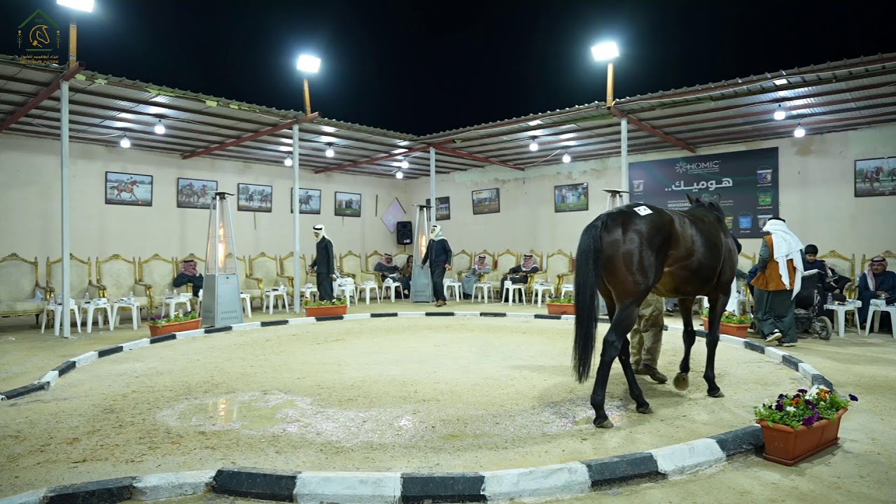 مزاد الخيل المخرجة من اسطبل أبناء الملك عبدالله بن عبدالعزيز