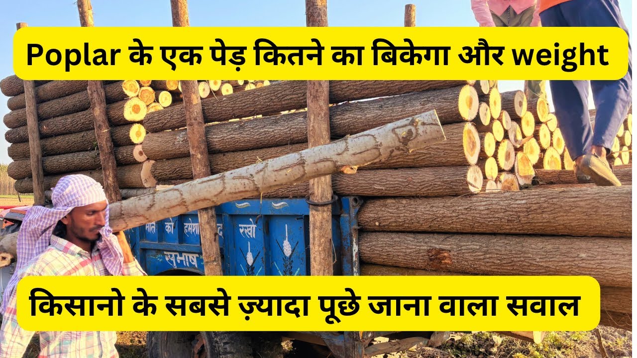Poplar का पूरा खेत बिकेगा अब पूर रेट पर /3000 का एक पेड़ #trending #poplarkikheti #farming #farmer