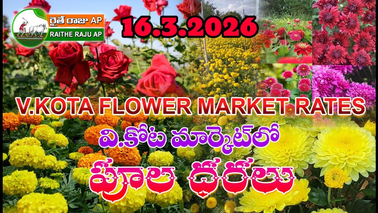 16.3.2026//#marigold  బంతిపూలు చామంతి పూల ధరలు #flowers #marigold #all #flowertypes #rose #food 
