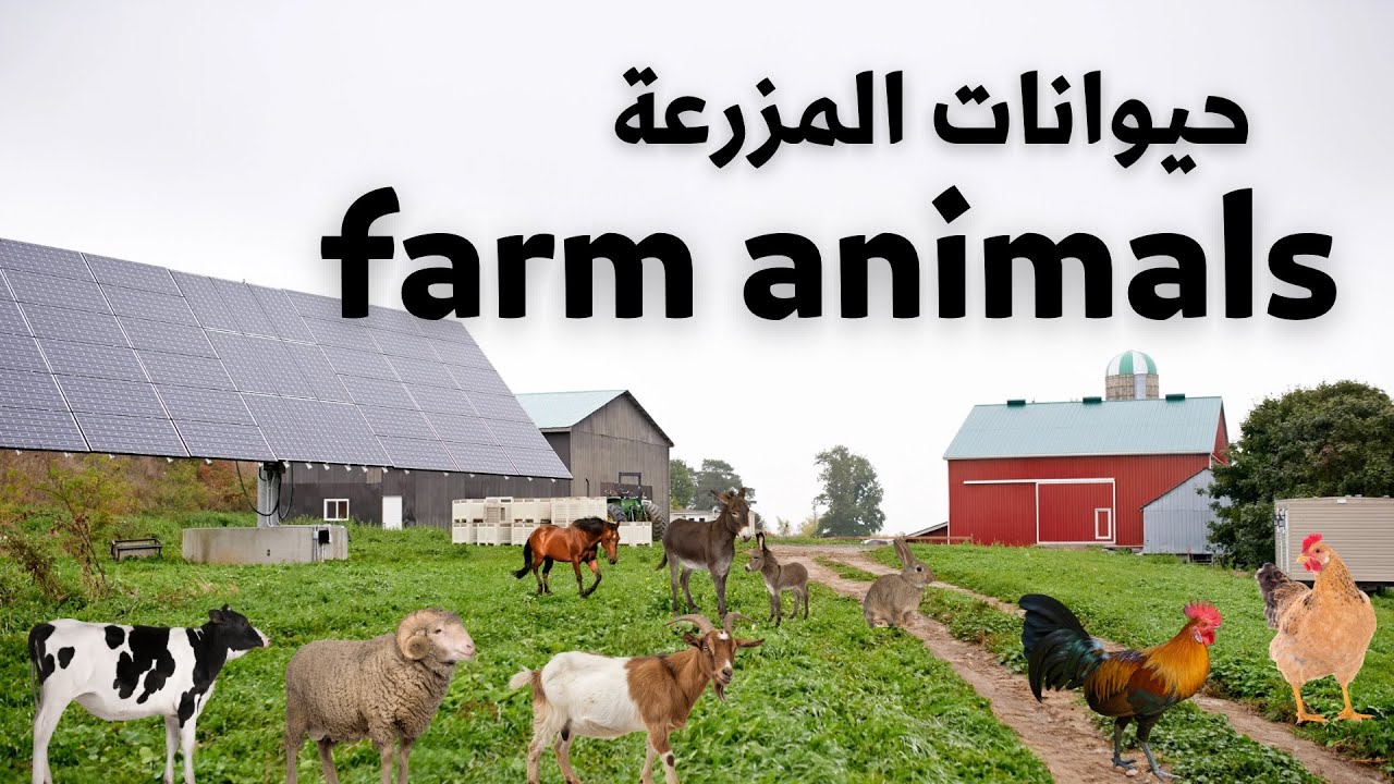 أسماء حيوانات المزرعة بالعربية والإنجليزية للأطفال مع الأصوات| Farm animal names in Arabic for kids