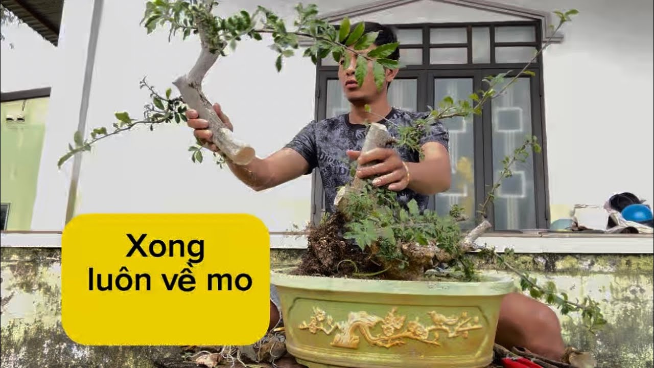 Cây duối sau 1 hồi suy nghĩ quyết định về mo