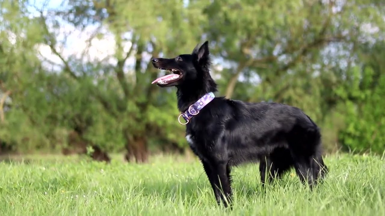 IKI[GAI] ● BELGIAN SHEPHERD GROENENDAEL ● ONE YEAR OLD