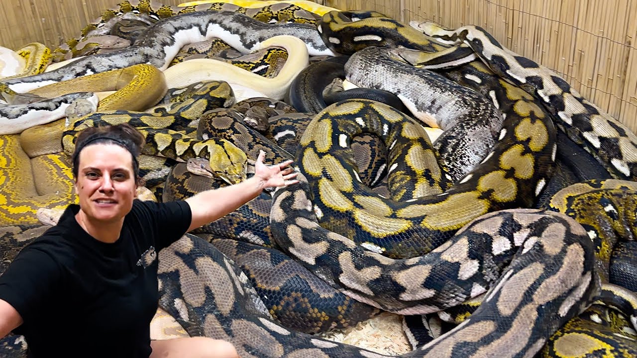 How many Giant Snakes are there?😳
