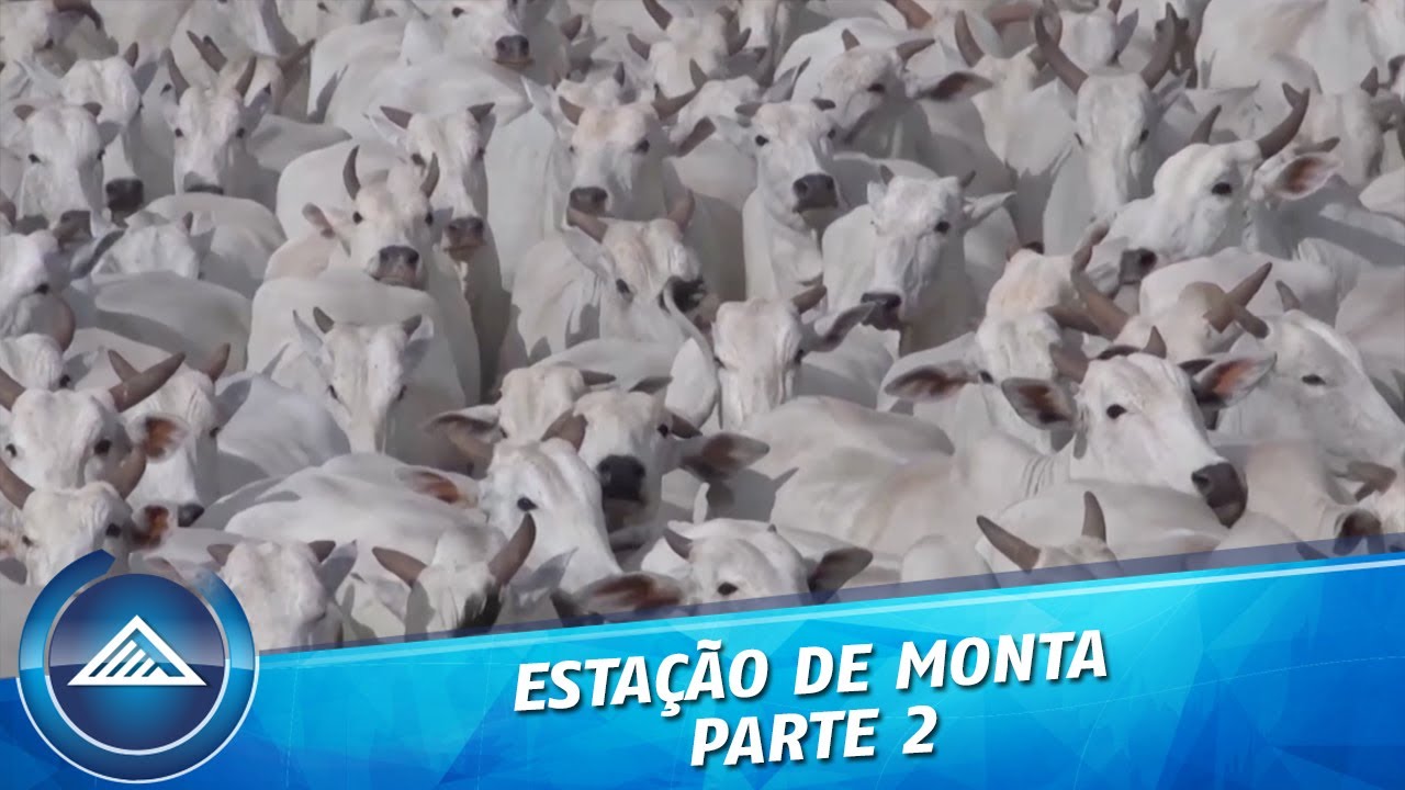 Estação de Monta - Parte 2