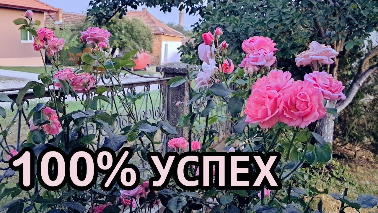 Лесен метод за гарантирано възобновяване на летния цъфтеж при розите