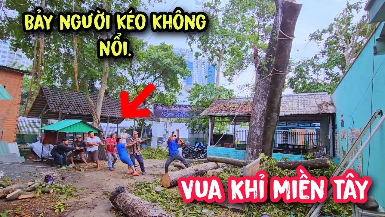 Vua Khỉ cưa có một lóng cây Gõ Mật xuống, mà bảy người kéo thở không ra hơi (Phần cuối).