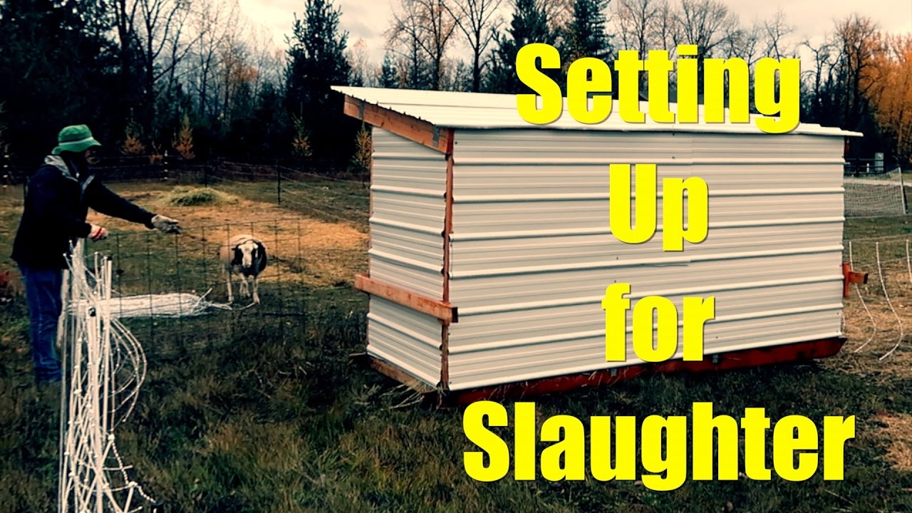 Setting Up for Slaughter