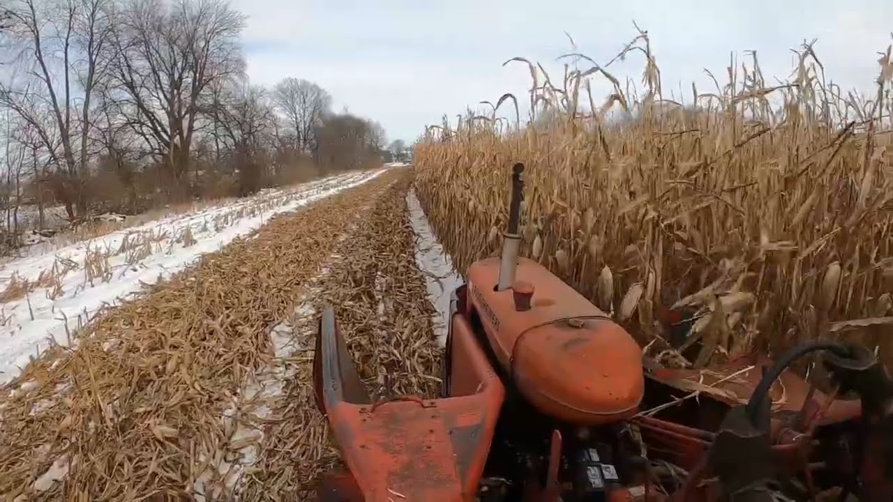 Picking Ear Corn in the Snow