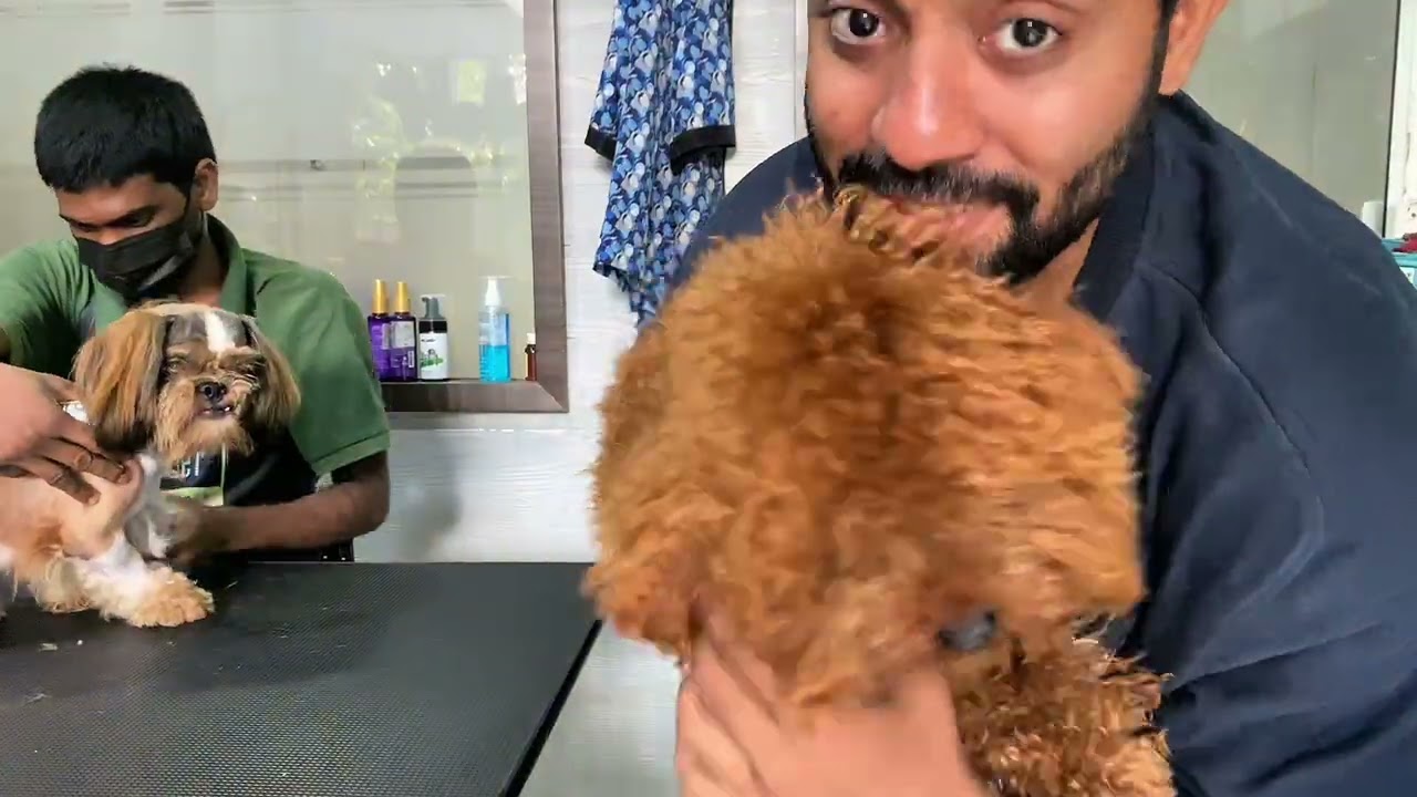 ബ്രൗണിയുടെ എല്ലാം പോയി 😢   #pets#petlover#new#shihtzu#dog#funny #shorts#petgrooming 