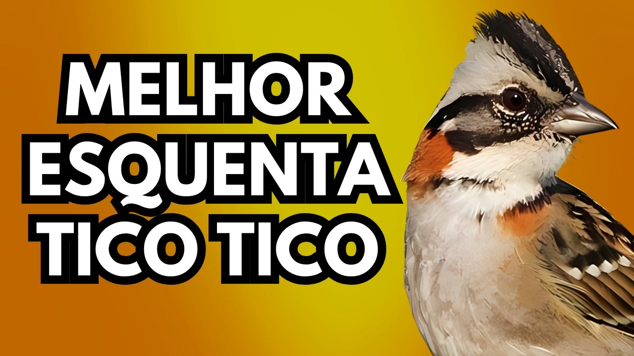 CANTO PERFEITO DE TICO TICO PRA FOGUEAR E ENCARTA O SEU FILHOTE DE TICO TICO DESTRAVA CANTO NA HORA