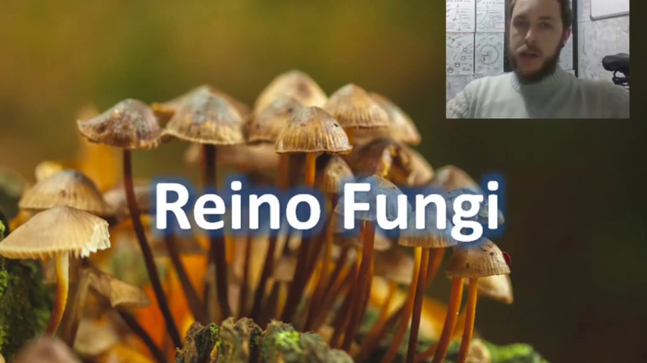 Fungos - Reino Fungi