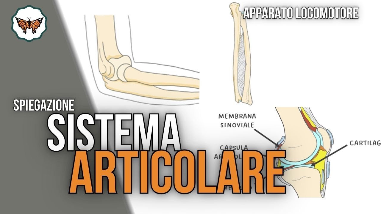 Sistema articolare | Apparato locomotore