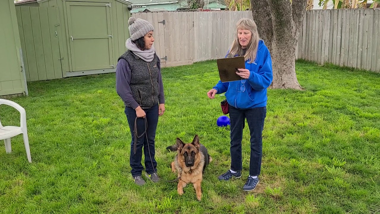 'AKC Star Puppy' test