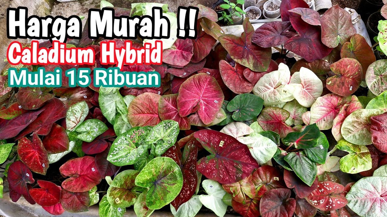 Caladium Hybrid Murah Part#683