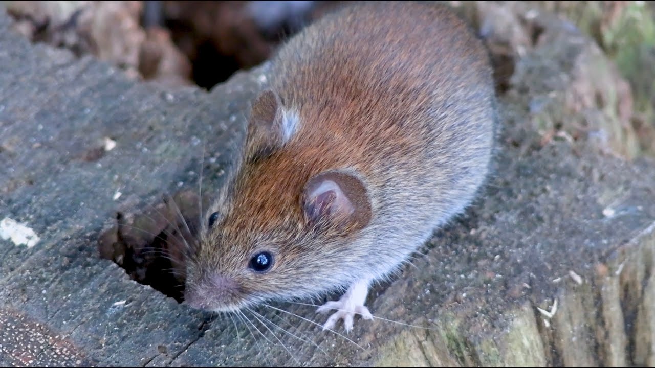 Лесные мышки. (Полёвки).Forest mice(Voles).