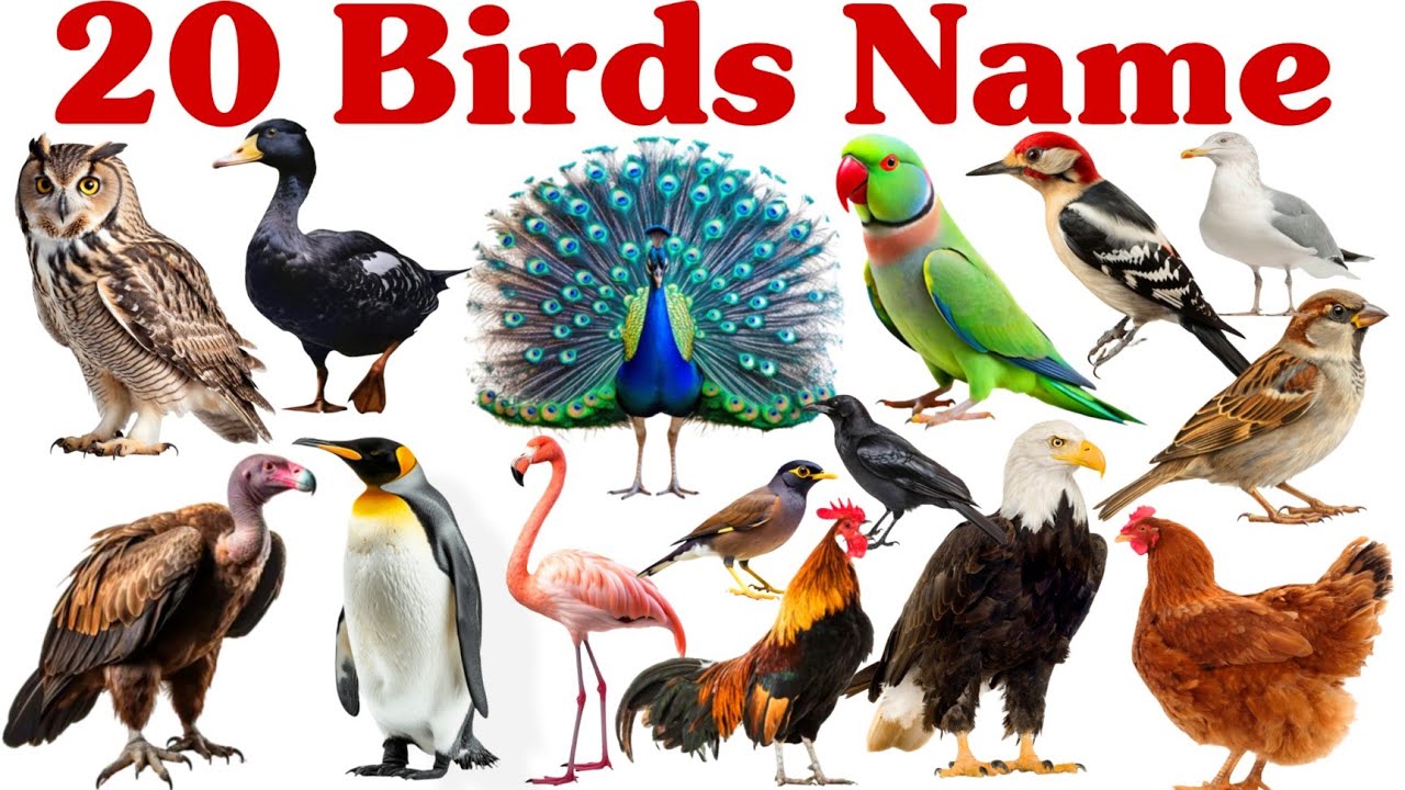 20 पक्षियों के नाम सीखें बच्चों के लिए | Learn 20 Bird Names for Kids with Pictures and Sound