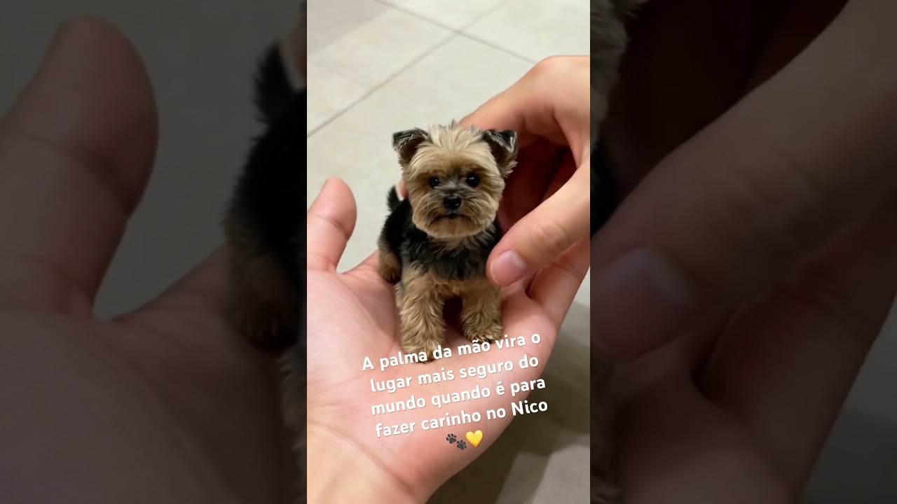 🟡 Curta, comente, compartilhe, se inscreva e venha viver esses momentos de amor com a gente! ✨🐶