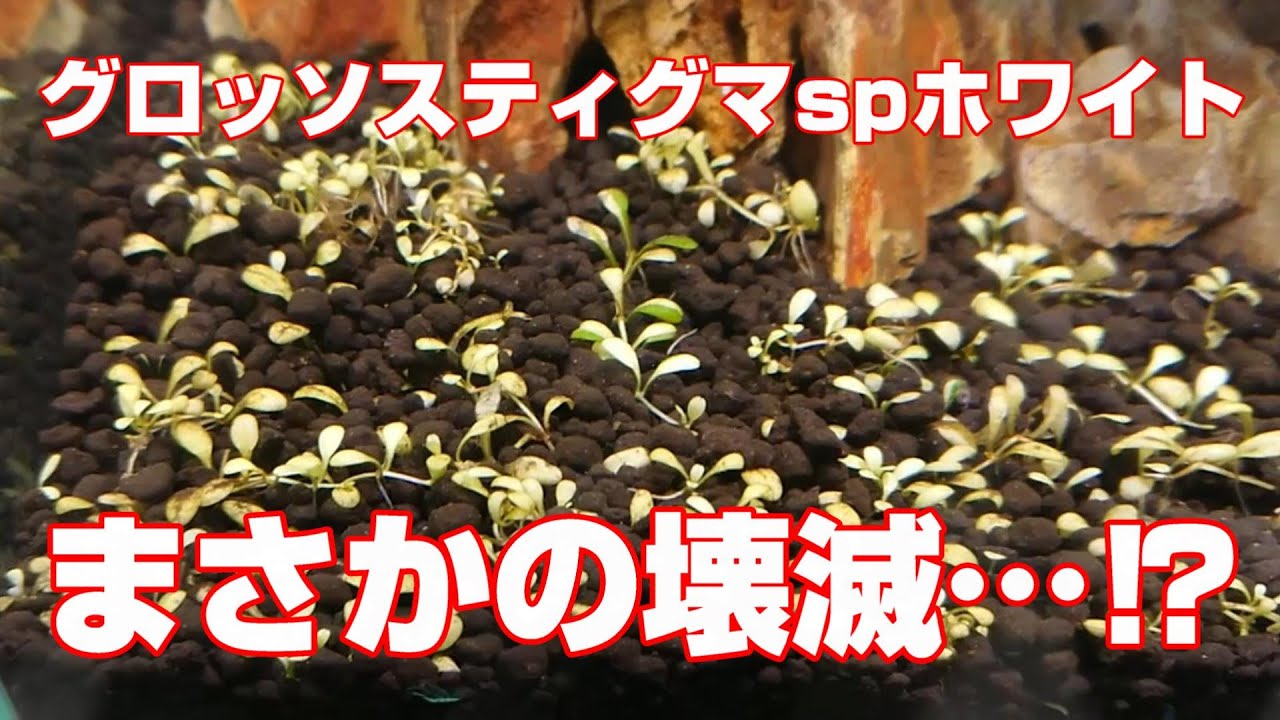 No.187 グロッソスティグマspホワイト　まさかの壊滅…⁉