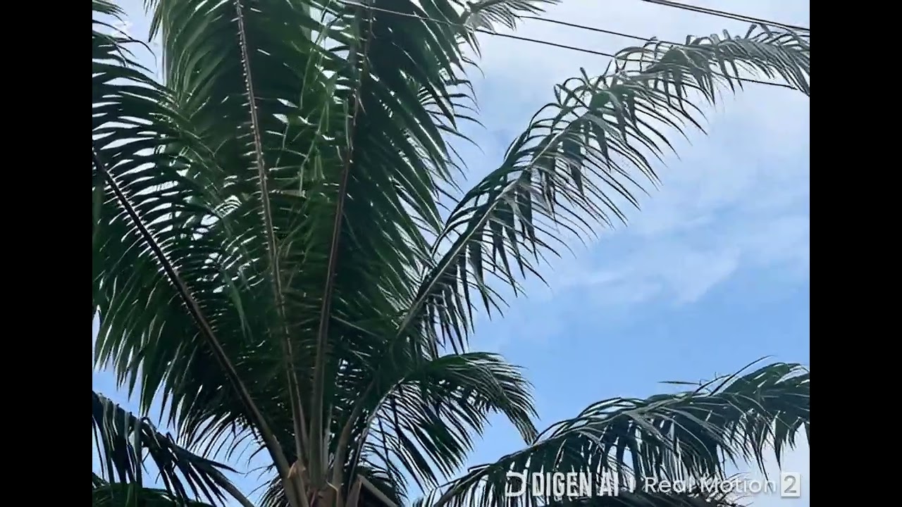 African palm tree leaves.
