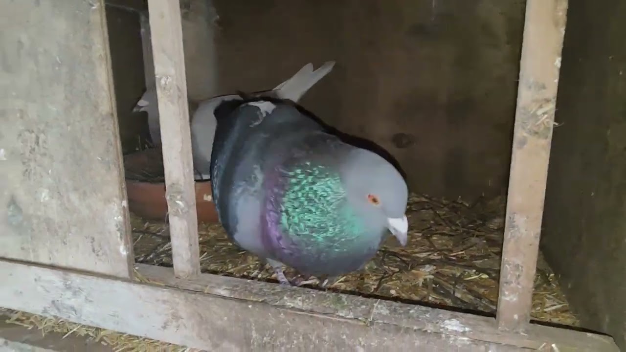 Duiven, duifjes en eieren, maar het einde is in zicht!