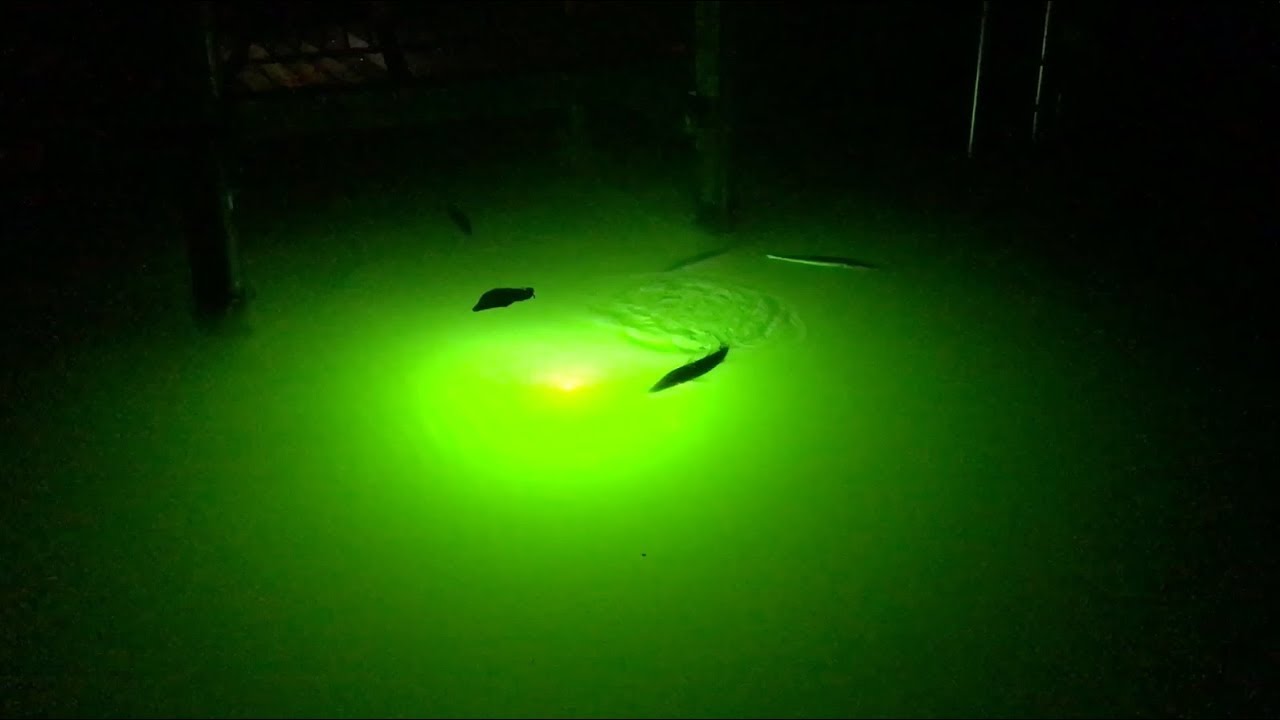 Fishing Snook Lights: Best Lures & Tactics For Catching Snook At Night