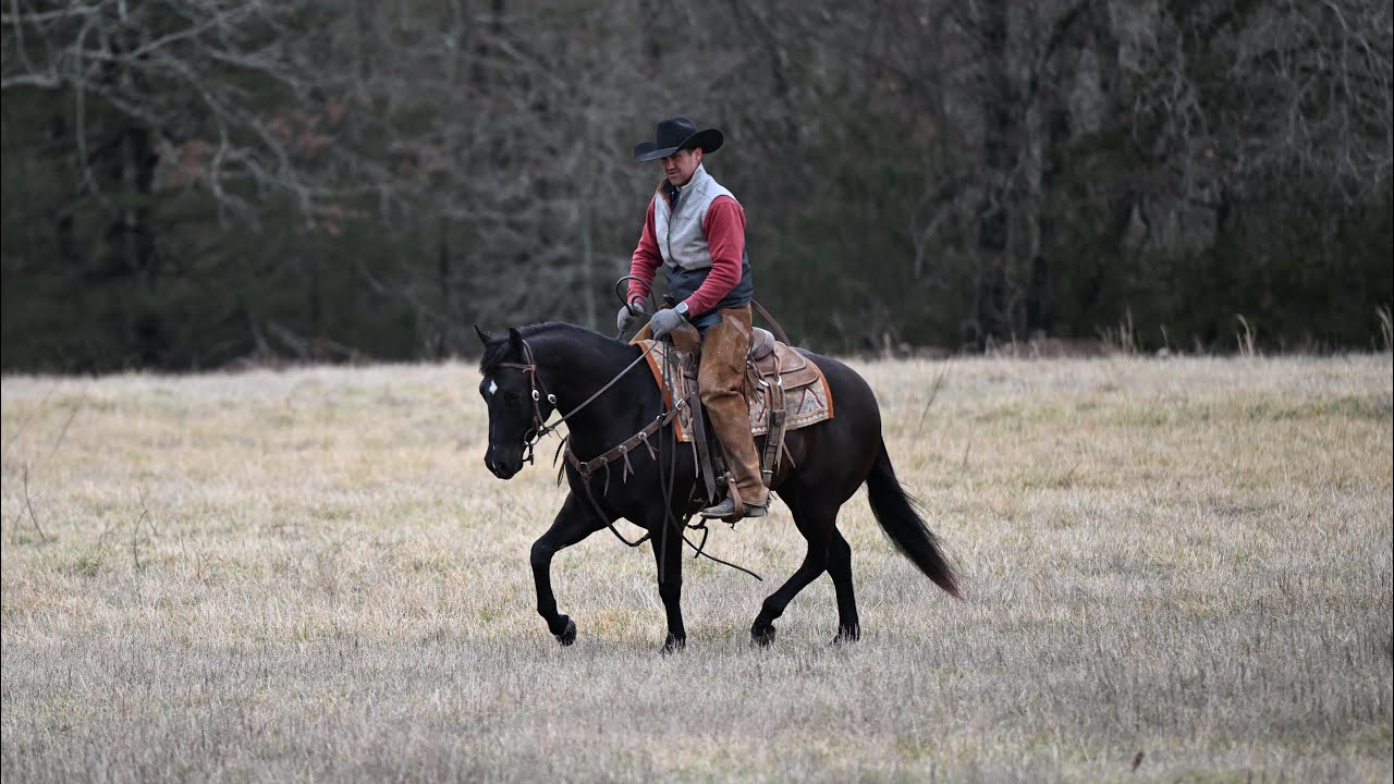 Dunnit To Shine 3 yr old Registered Black AQHA Gelding.