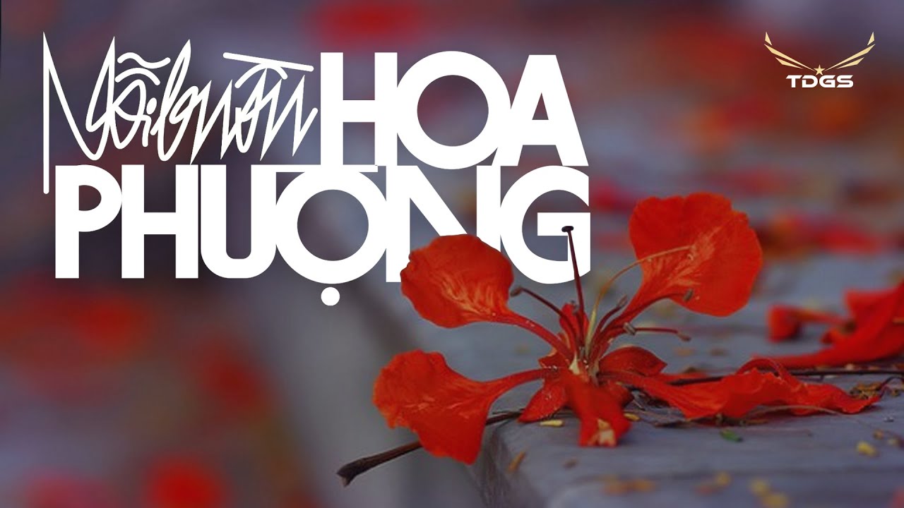 NỖI BUỒN HOA PHƯỢNG | Tiếng Lòng Nức Nở Của Rung Động Tuổi Học Trò