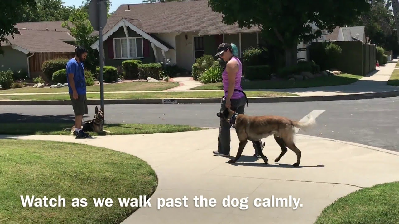 Dog Reactivity Before & After Training - Belgian Malinois (Lincoln)