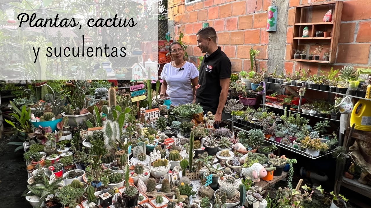 HERMOSA COLECCIÓN DE PLANTAS, CACTUS Y SUCULENTAS🪴🍀