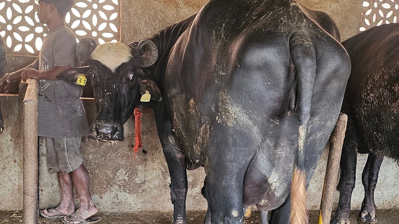 first time live milking nillravi ਝੋਟੀ 2 ਸੂਆ ਪਹਿਲੇ time 10.720