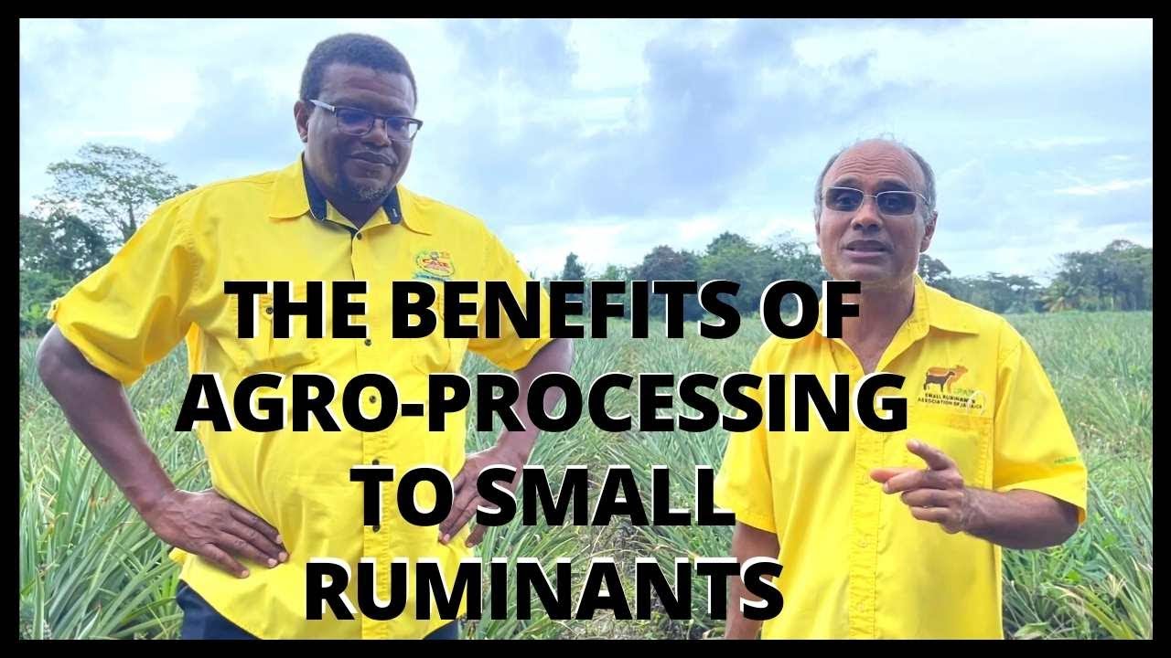 LOCAL AGRICULTURE AND AGRO-PROCESSING || HOW IT AFFECTS THE SMALL RUMINANTS SECTOR